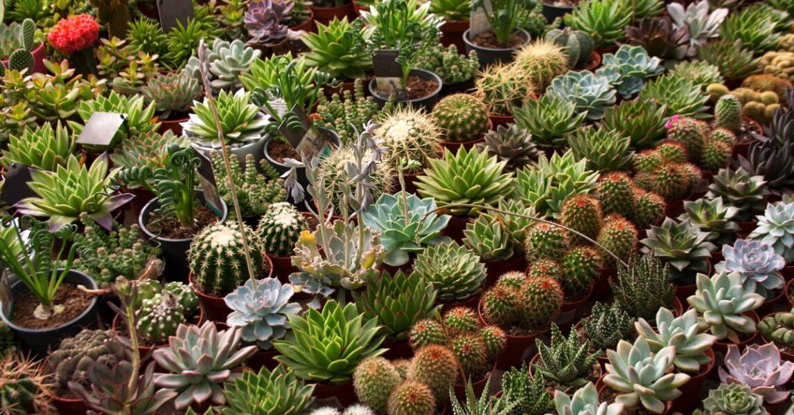 Cactus y suculentas