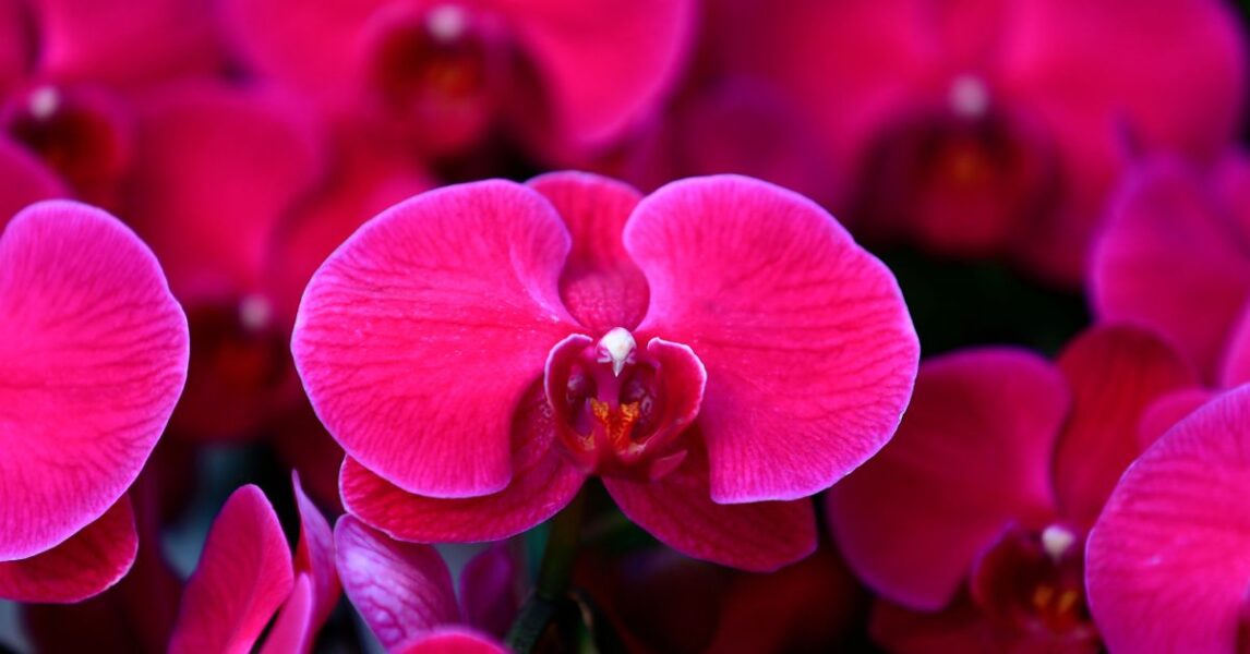 Orquídea mariposa