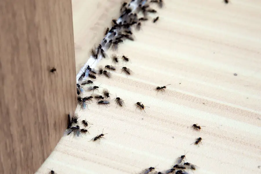 Como combatir invasión de hormigas