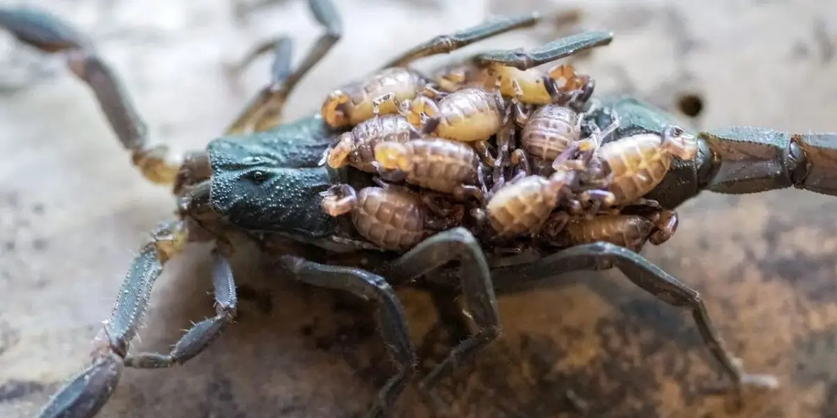 C Mo Encontrar Un Nido De Alacranes Si Apareci Uno En Tu Casa