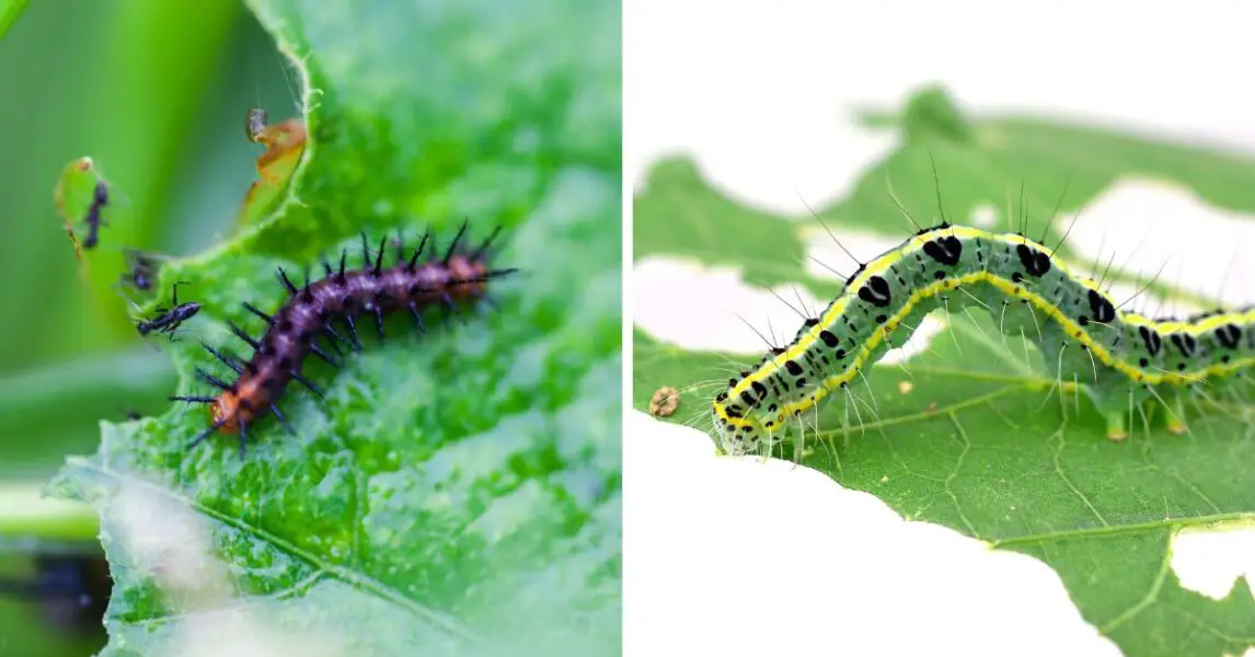 3 pesticidas caseros infalibles para eliminar gusanos y orugas de tus plantas