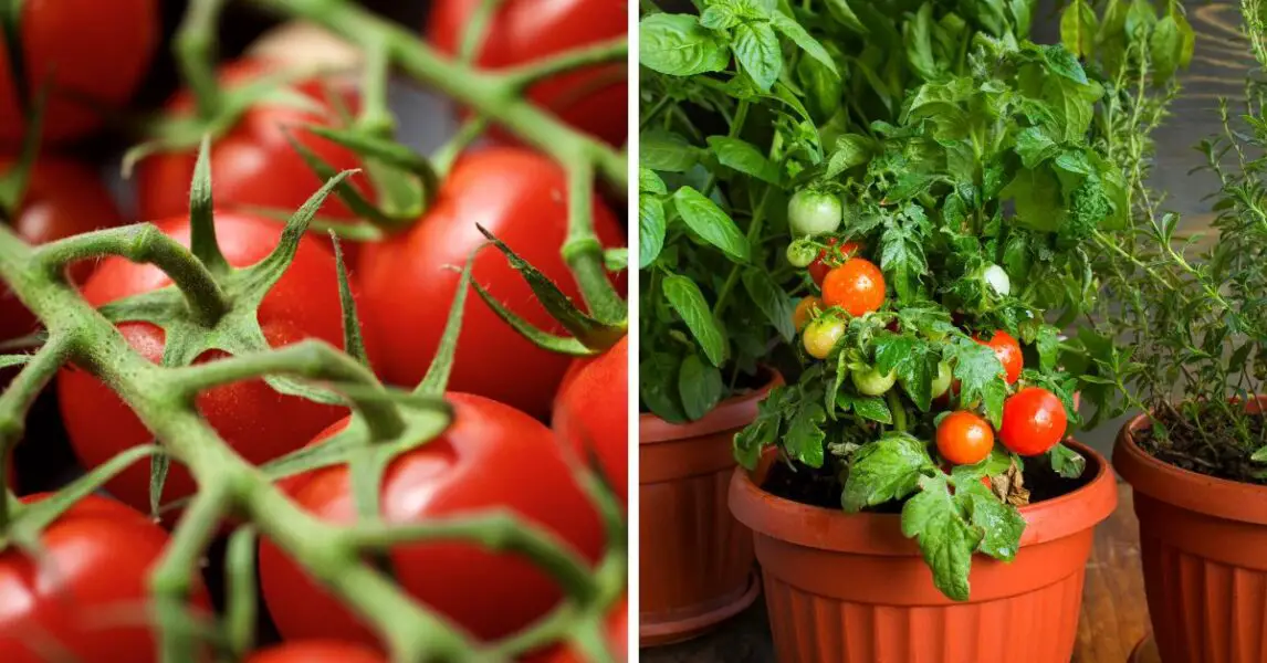 8 trucos para cultivar tomates cherry en su casa o departamento