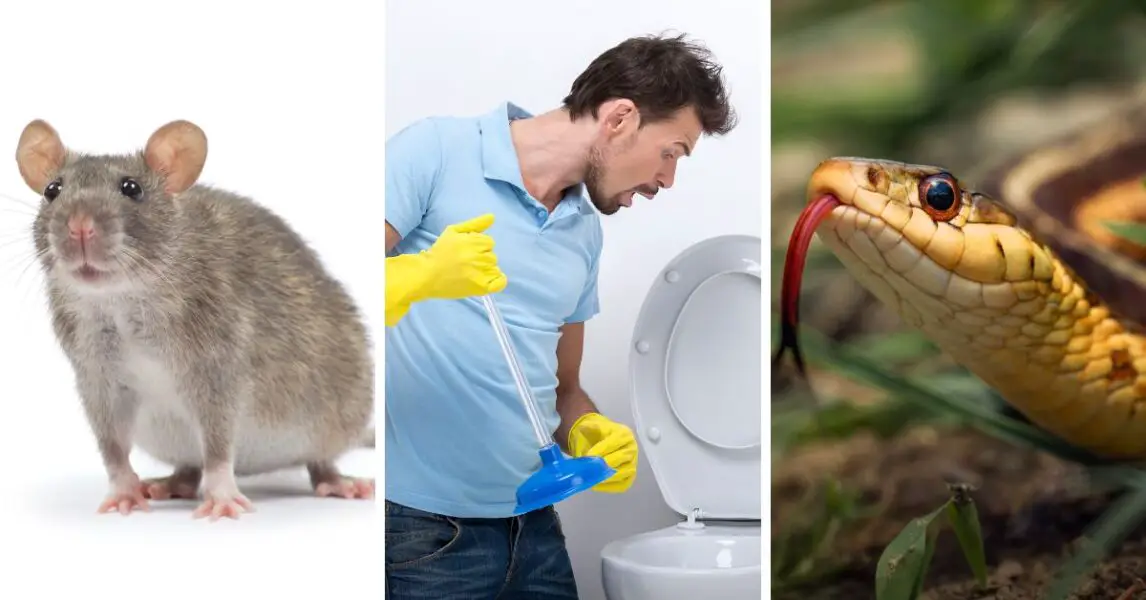 4 Criaturas que pueden arrastrarse a través de la tubería del baño y cómo detenerlas