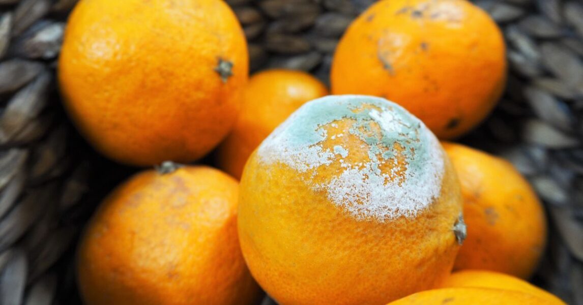 Aprende a almacenar naranjas y mandarinas para que no les salga moho