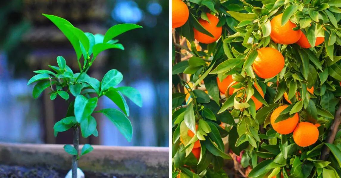 Como plantar naranja en casa