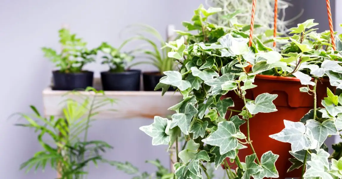 5 plantas de interior que ayudan a purificar el aire de tu casa: Hiedra inglesa