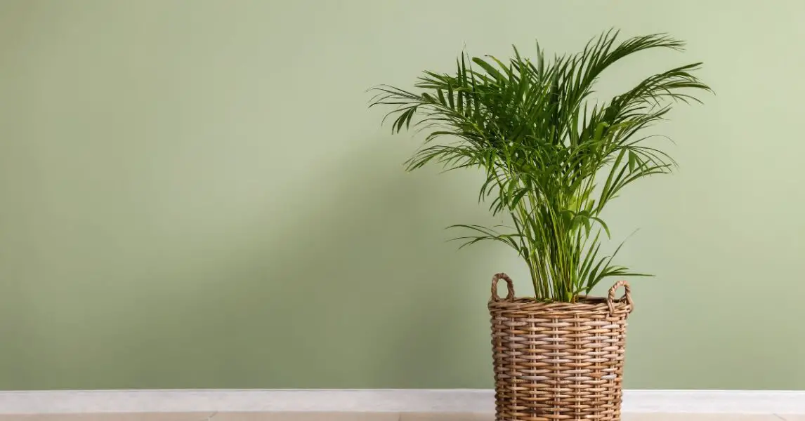 5 plantas de interior que ayudan a purificar el aire de tu casa: Palmera china
