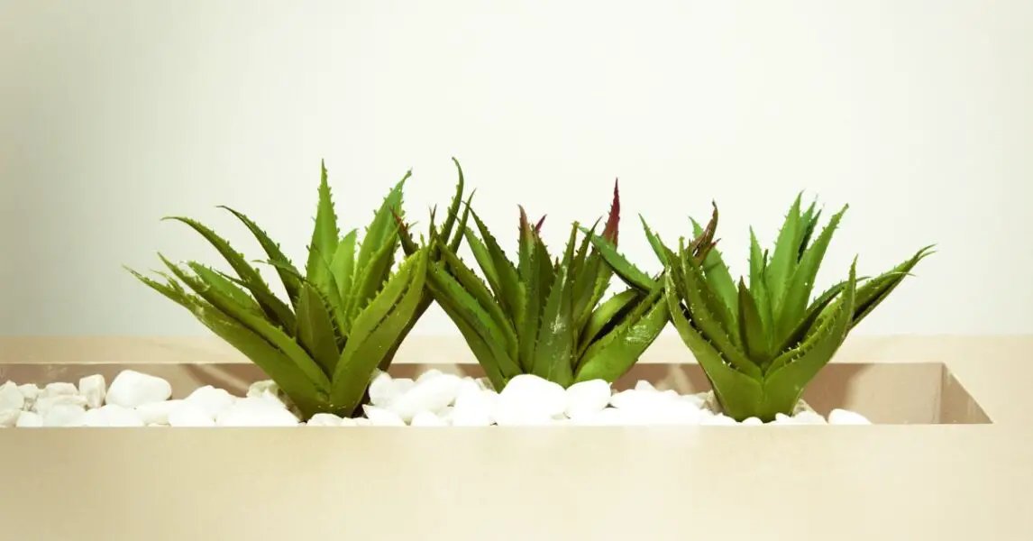 6 plantas de interior que son resistentes y no se secan: Aloe vera
