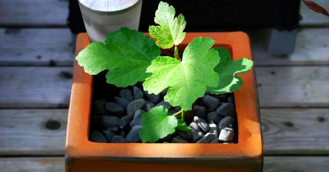 6 plantas de interior que son resistentes y no se secan: Árbol de higo