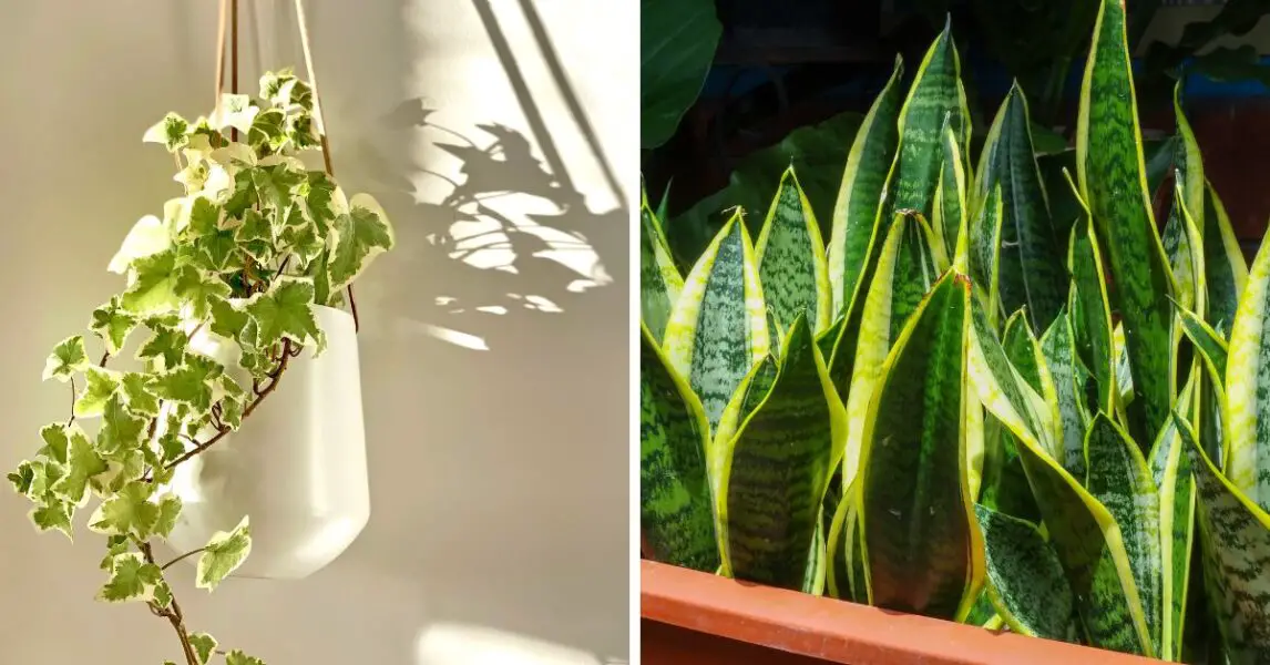 6 plantas de interior que son resistentes y no se secan