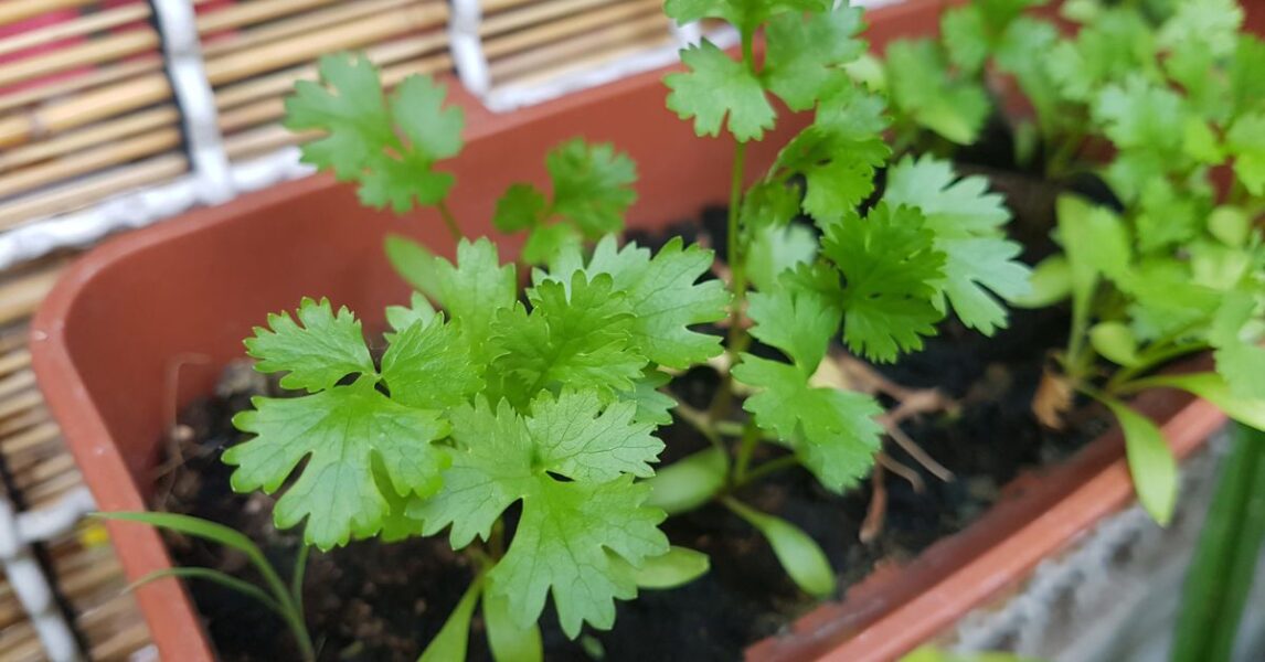 10 plantas que enraízan en agua- Perejil