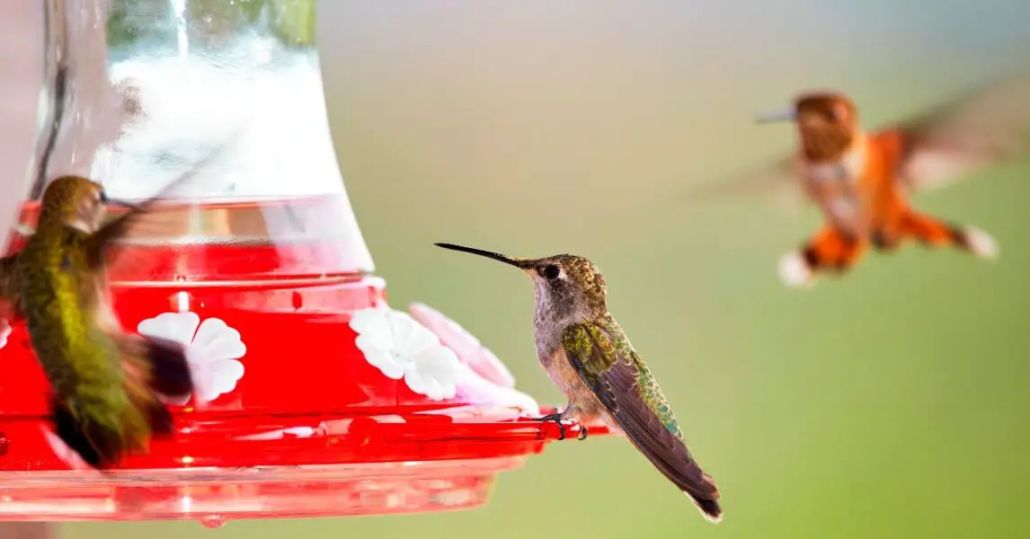 Cómo hacer néctar para colibrí