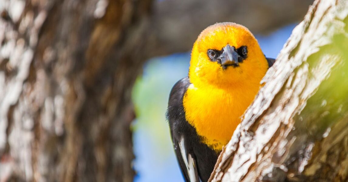 Qué significa ver un pájaro amarillo con plumas negras