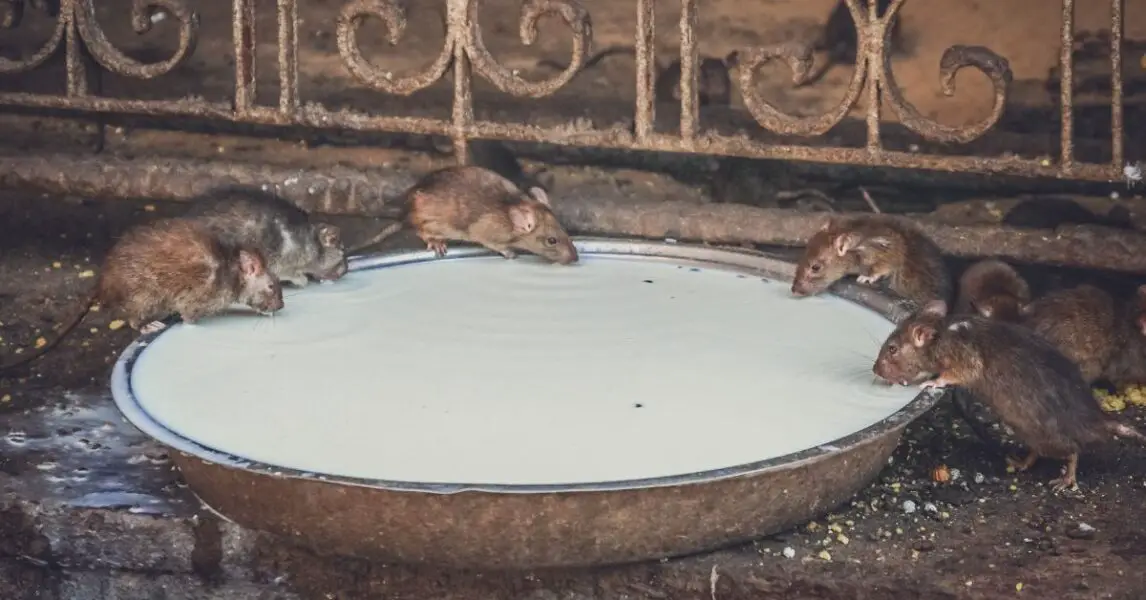 Como espantar ratas sin matarlas