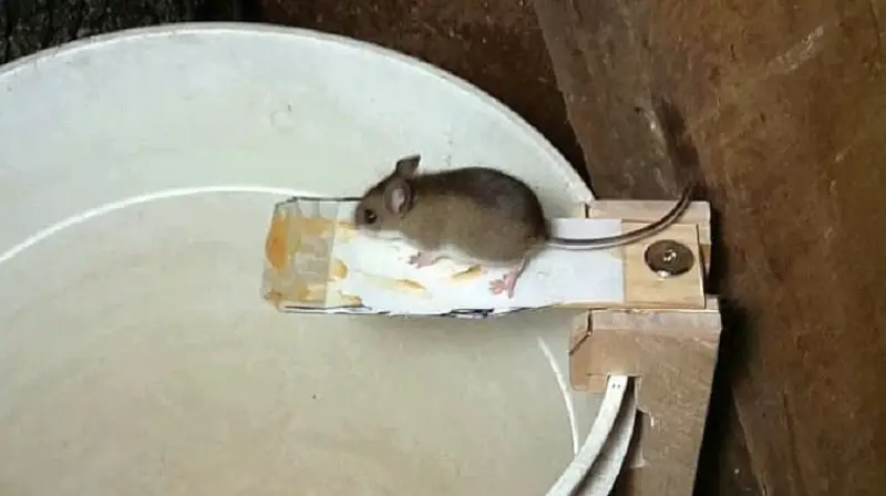 Truco del biberón para eliminar las ratas de tu hogar