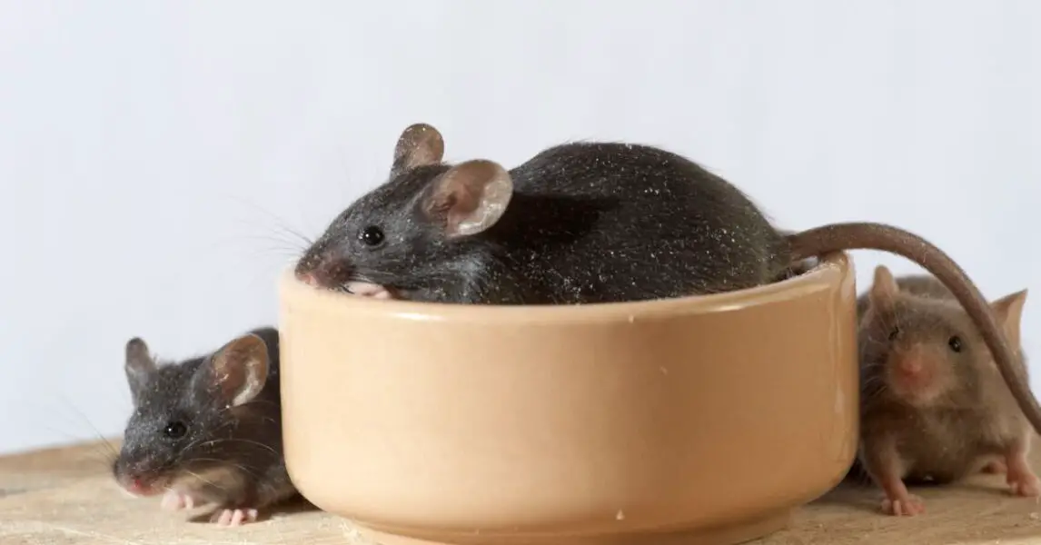 Cómo eliminar ratas y ratones con pasta de dientes