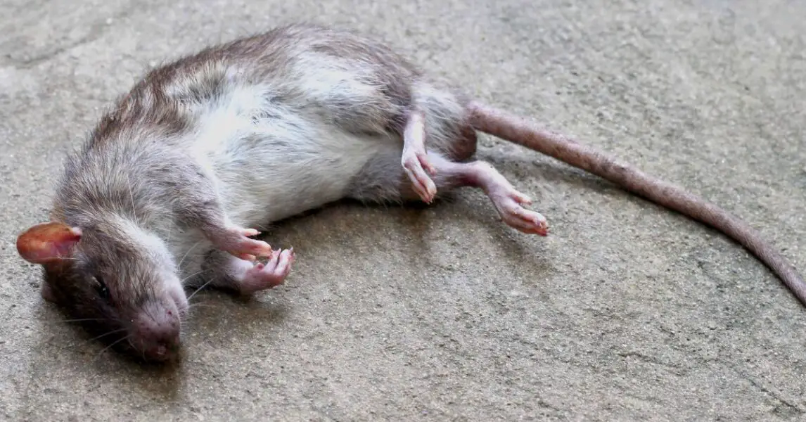 ¿Qué significa encontrar una rata muerta en tu casa?
