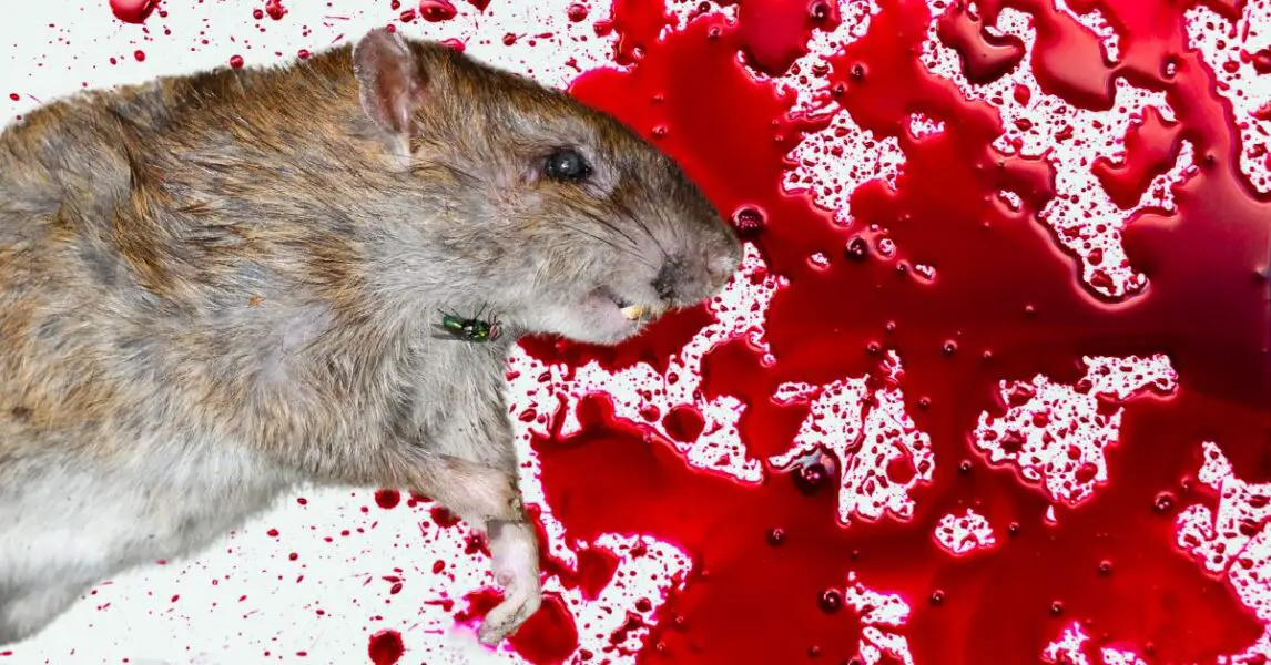 ¿Qué significa soñar con ratas muertas con sangre?