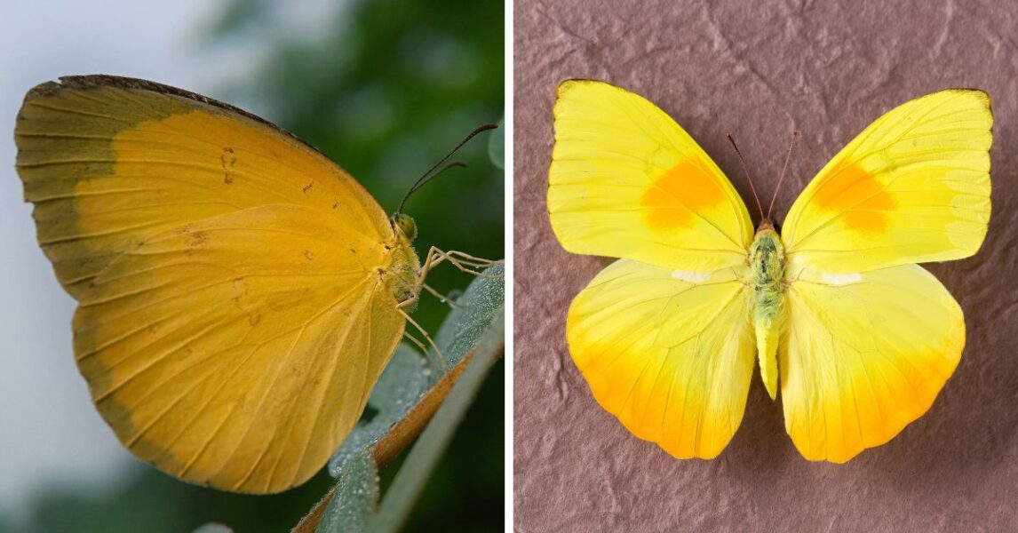 ¿Qué significa ver una mariposa amarilla?
