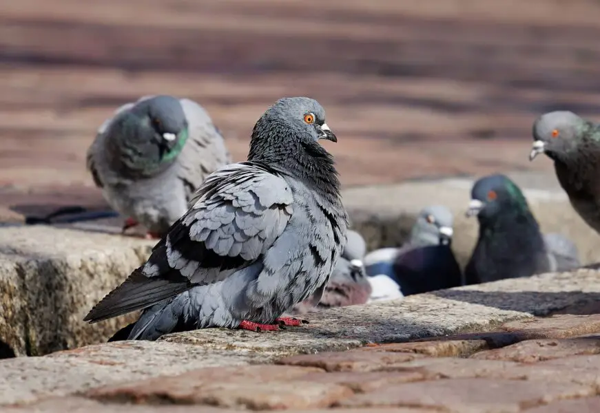 Remedios caseros para eliminar piojos de palomas