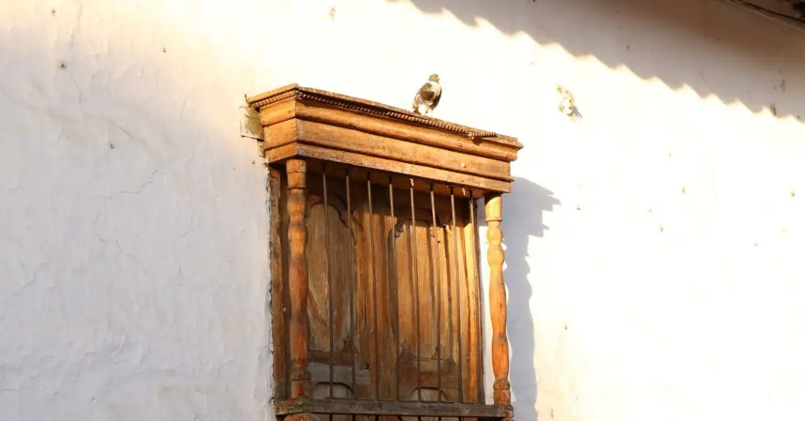 ¿Qué significa que una paloma se pose en tu ventana?