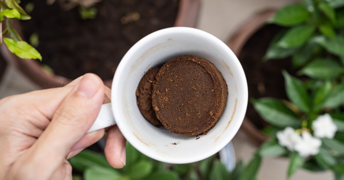 Maneras de utilizar los restos de café en tus plantas (Abono natural)