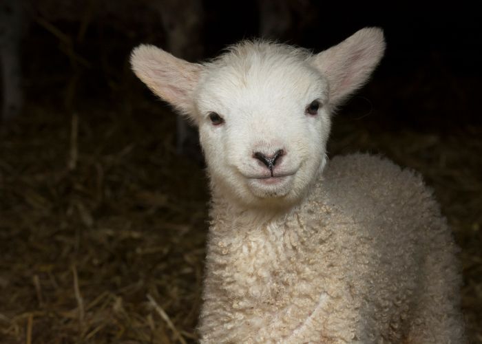 Las ovejas son capaces de reconocer y reproducir expresiones faciales como la sonrisa