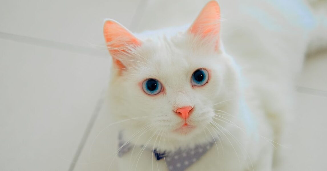 que significa que aparezca un gato blanco en tu casa