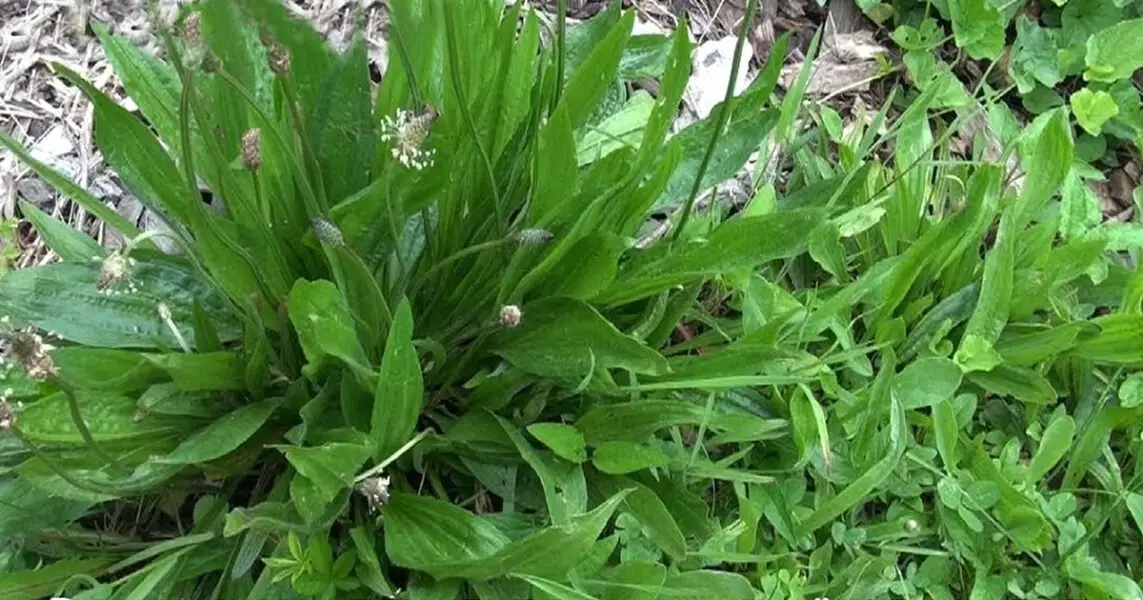 Plantago lanceolata: Beneficios para la salud y cómo aplicar esta ...