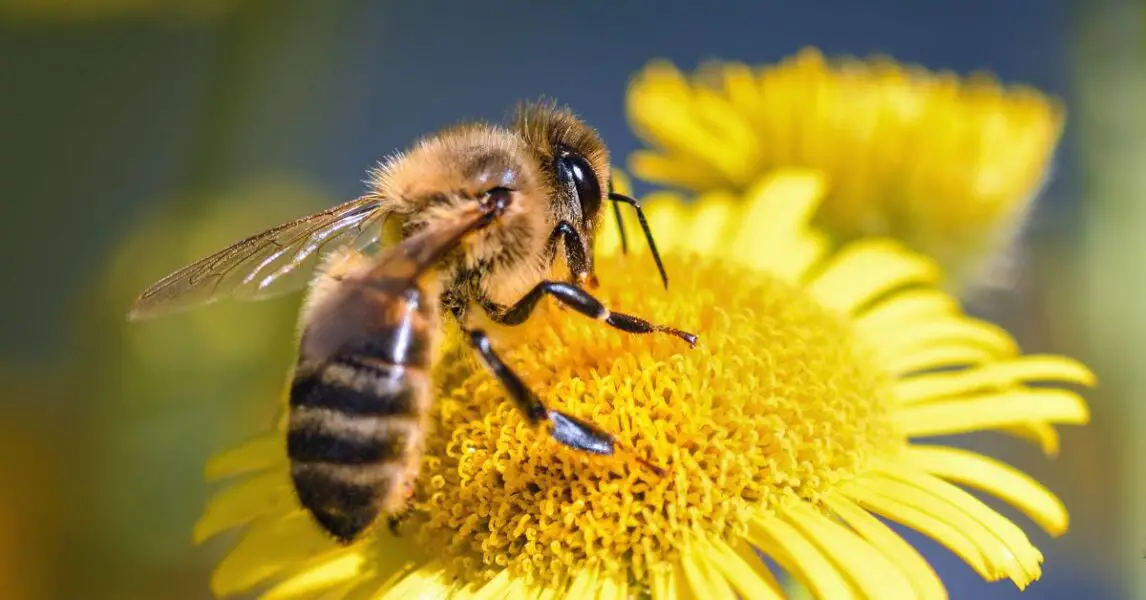 Que significa que aparezcan abejas en tu casa ¡Lee esto!