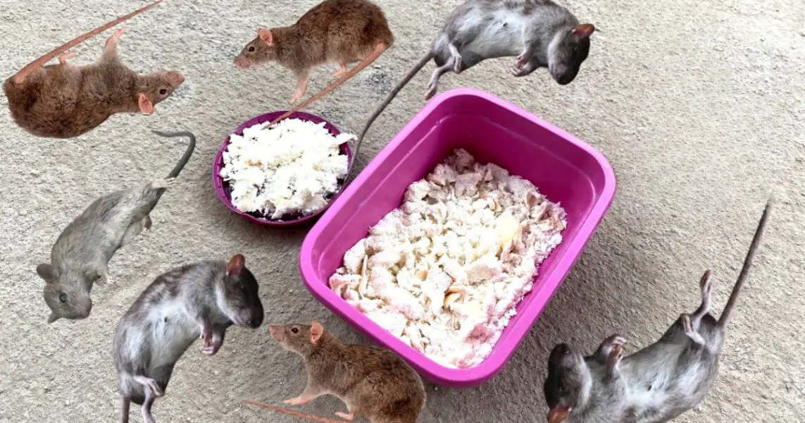 Cómo ahuyentar ratas y cucarachas con un preparado casero muy sencillo de preparar