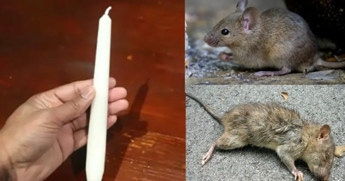 Método casero para ahuyentar ratas utilizando una vela