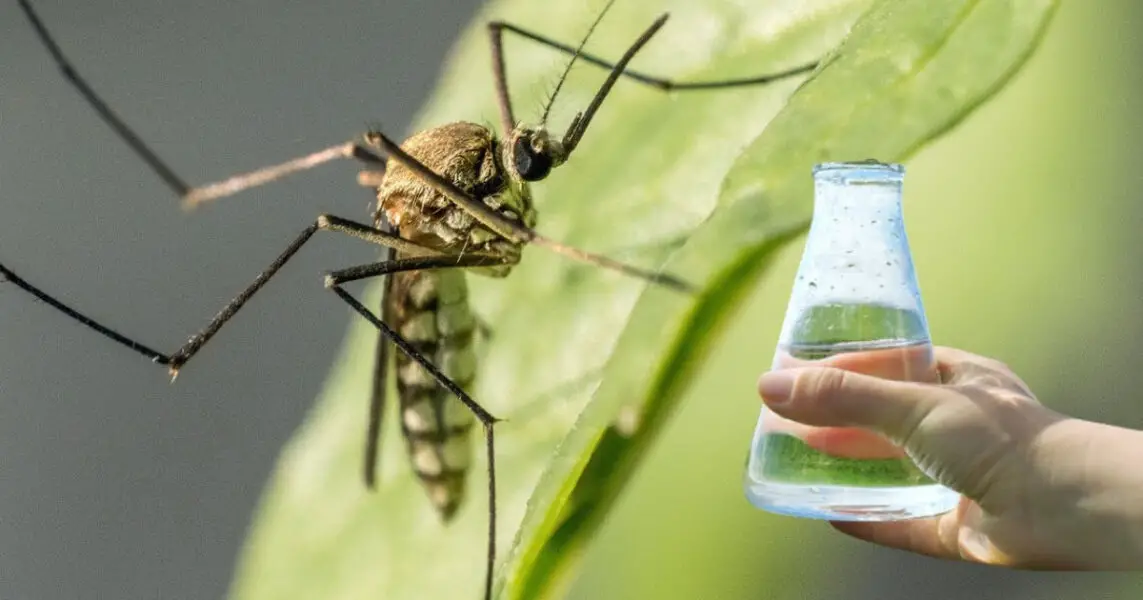 Cómo eliminar a los mosquitos de una forma sencilla y eficaz