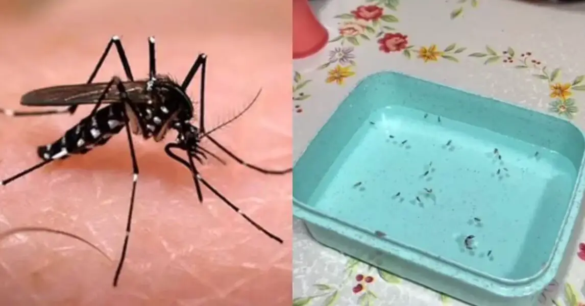 Mostr El Truco Definitivo Para Ahuyentar Los Mosquitos Con Solo Un Vaso De Vinagre Y Se Volvi