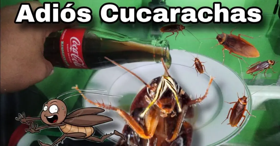 Truco Casero Con Gaseosa Para Eliminar A Las Cucarachas De Tu Hogar ...