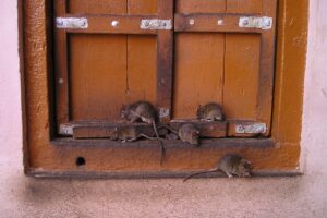 rats, india, rat temple, holy, rats, rats, rats, rats, rats