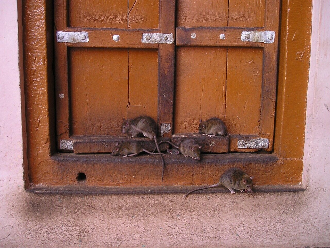 rats, india, rat temple, holy, rats, rats, rats, rats, rats