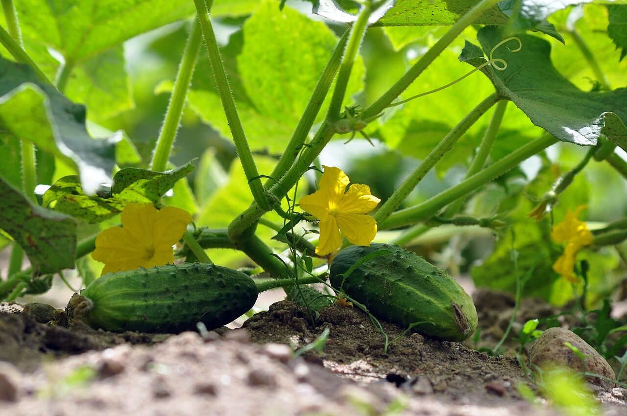 cucumbers, vegetable garden, cucumber plants, vegetables, cucumber flowers, harvest, cucumber blossoms