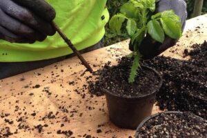 Cómo enraizar esquejes de rosa usando arroz: método casero paso a paso