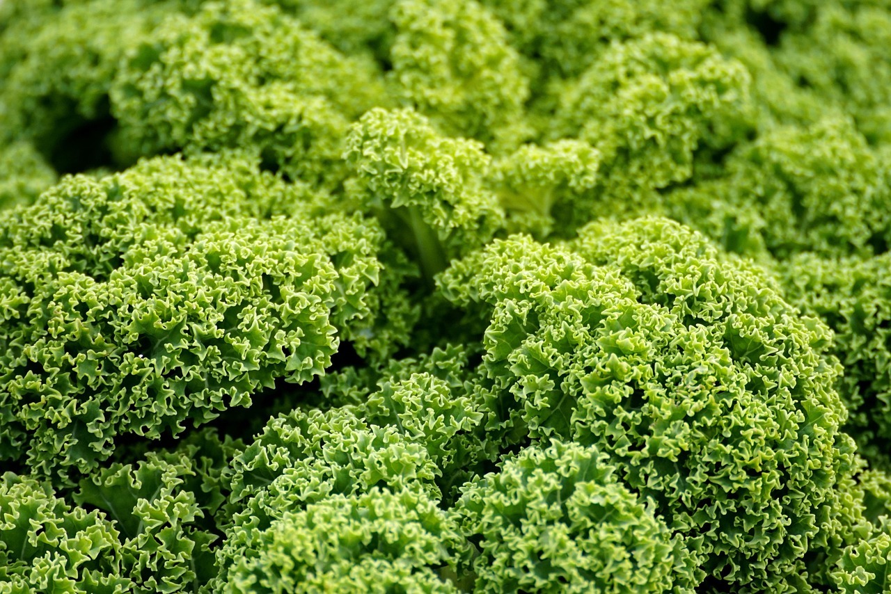 Cómo hacer crecer la col rizada todo el año con un fertilizante casero