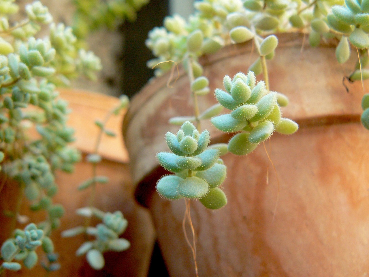 Cuidado de plantas suculentas para principiantes: guía práctica