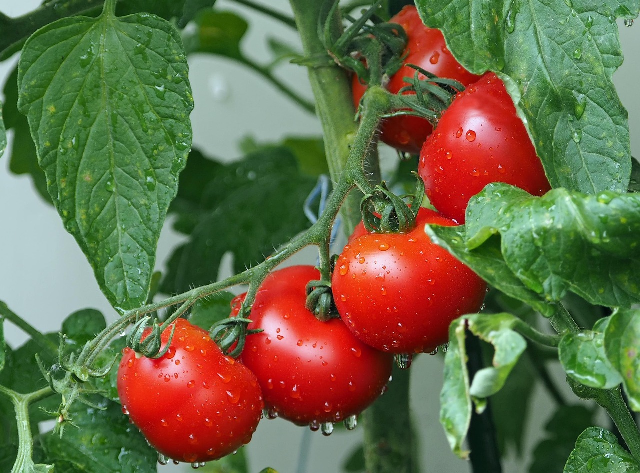 Tomates al estilo coreano: una conserva rápida, sabrosa y sin esterilización