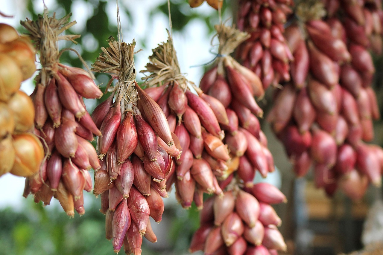 15 Verduras Ideales para Sembrar en Agosto en tu Huerto