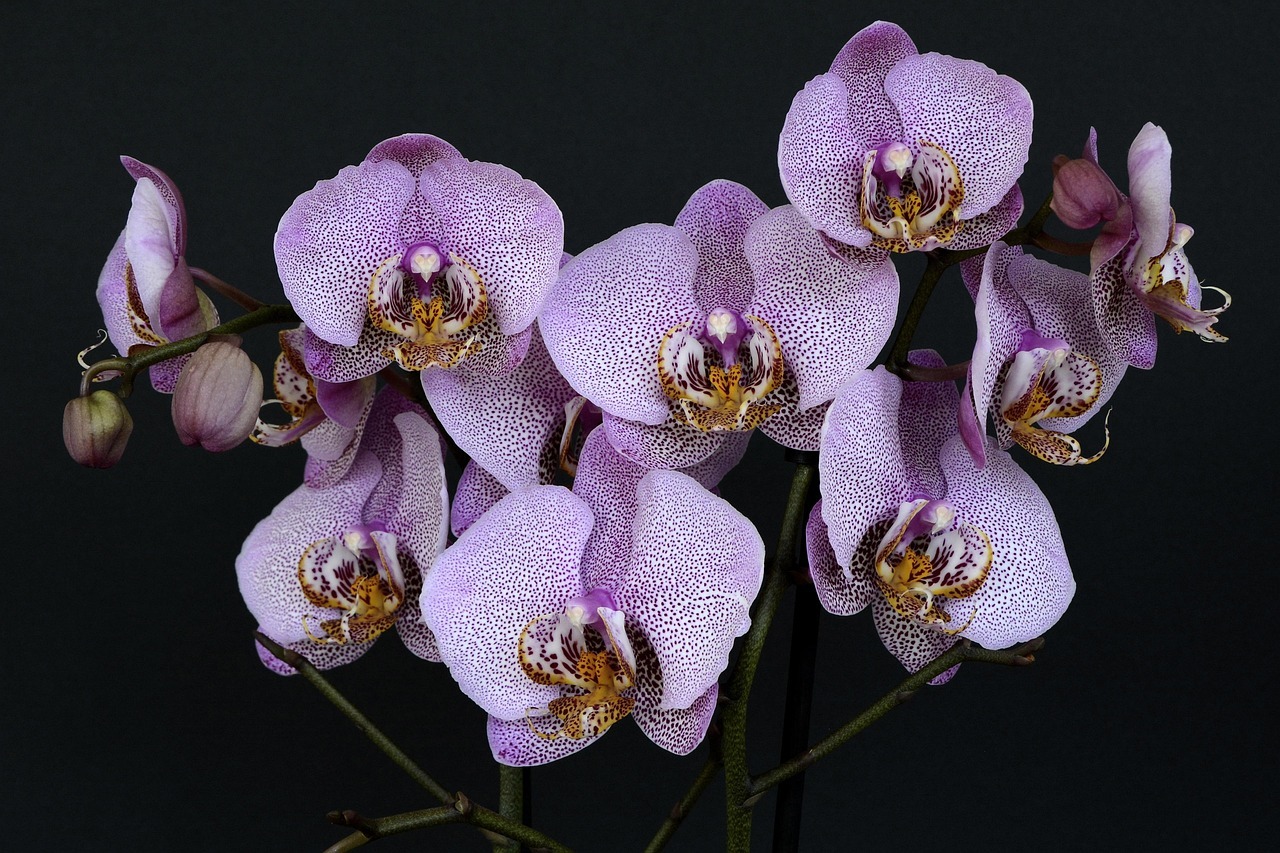 9 Orquídeas Colgantes Ideales para Plantar en Agosto: Guía Completa de Cultivo en Macetas