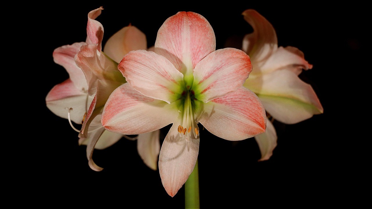 Cómo cuidar la amarilis en casa: truco casero de viveros para floración abundante