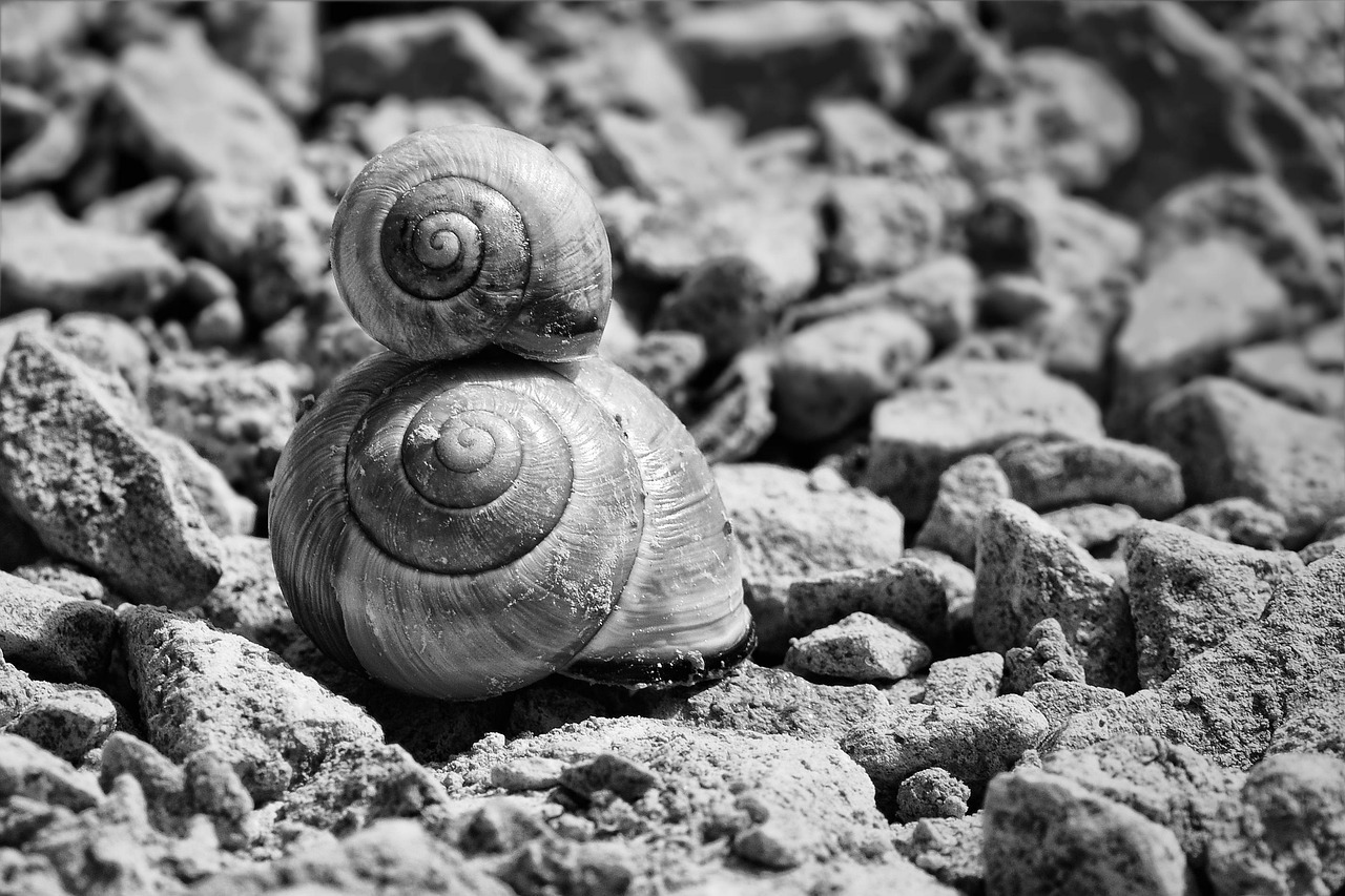 Cómo eliminar babosas y caracoles del huerto sin usar venenos químicos