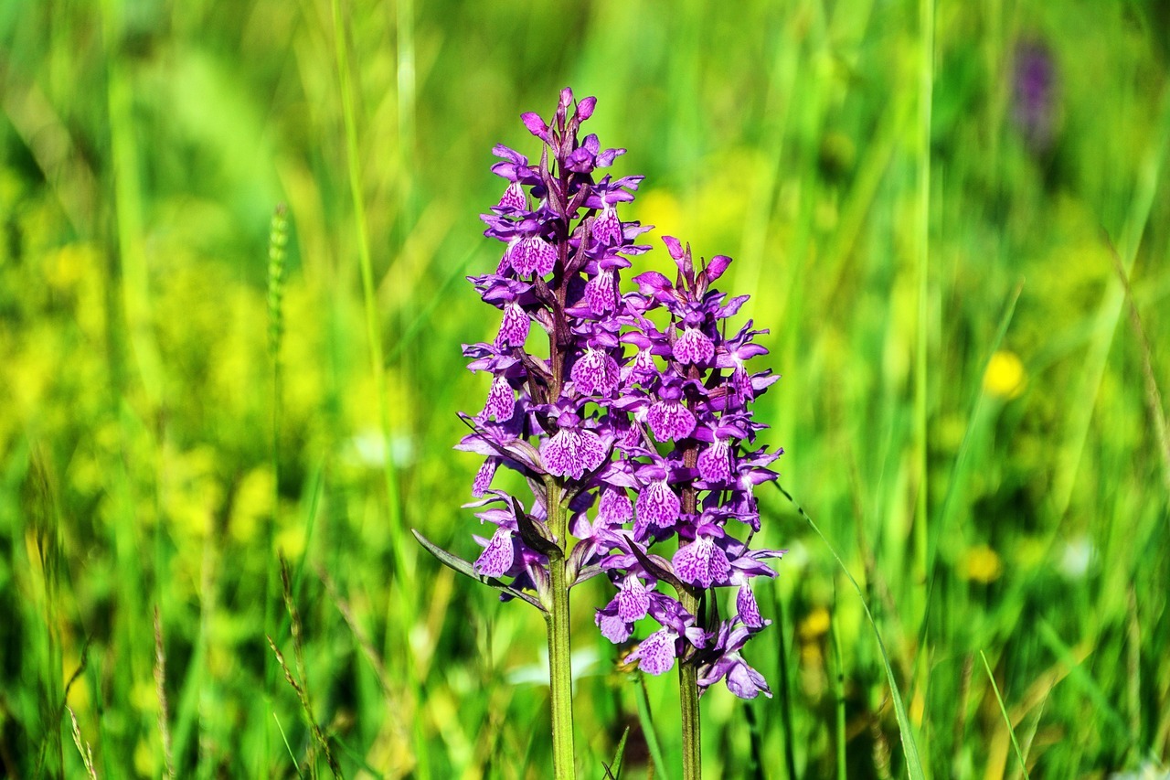 Cómo hacer florecer una orquídea sin flores: fertilizante casero paso a paso