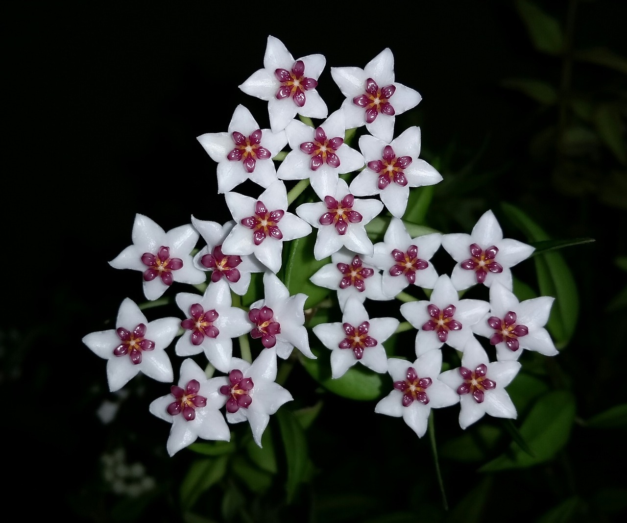 Cómo lograr que la Hoya (flor de cera) florezca en abundancia con un ingrediente casero