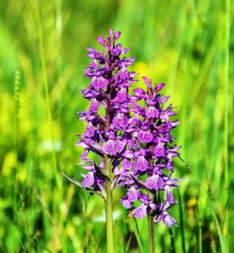 Cómo lograr que una orquídea sin flores vuelva a florecer con un fertilizante casero