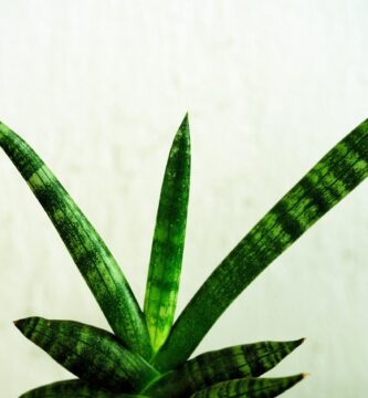 Cómo propagar una sansevieria (lengua de suegra) a partir de una sola hoja